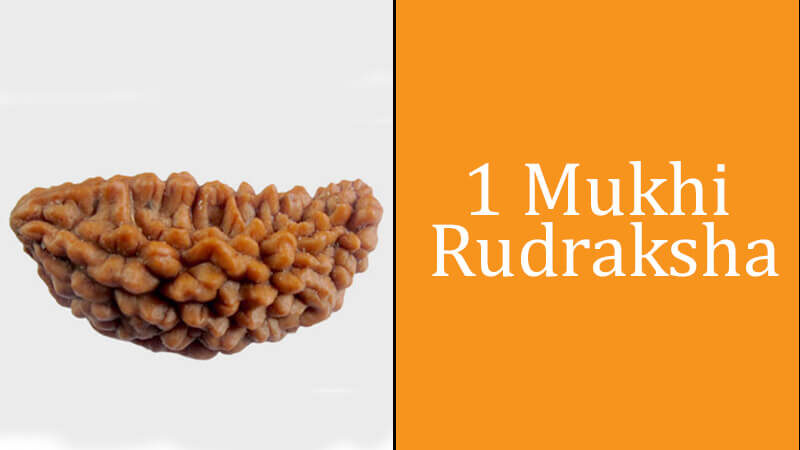 एक मुखी रुद्राक्ष : जानिए फायदे, महत्त्व और धारण करने के तरीके